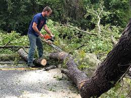 Seasonal Cleanup (Spring/Fall) in Valinda, CA