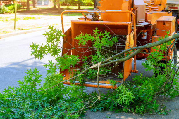 Best Tree Maintenance Programs  in Valinda, CA