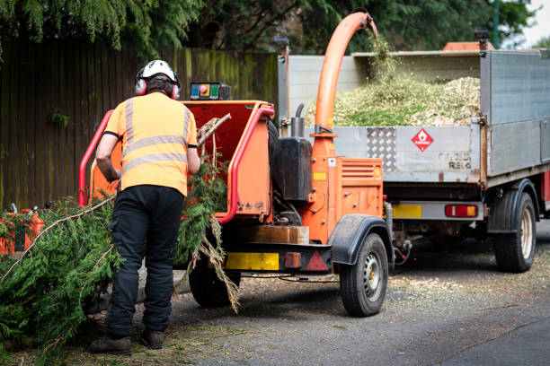 Best Lawn Grading and Leveling  in Valinda, CA