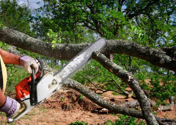 Best Utility Line Clearance  in Valinda, CA