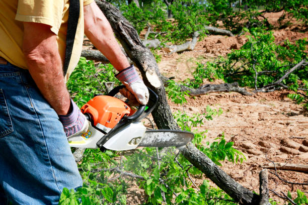 Best Tree and Shrub Care  in Valinda, CA